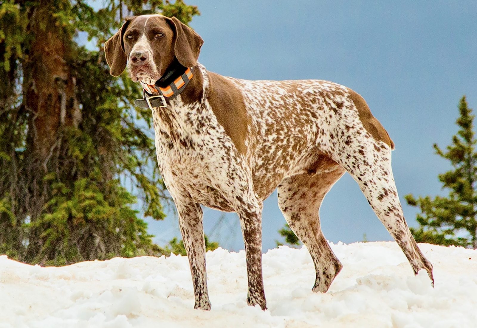 Jager, a German Shorthaired Pointer