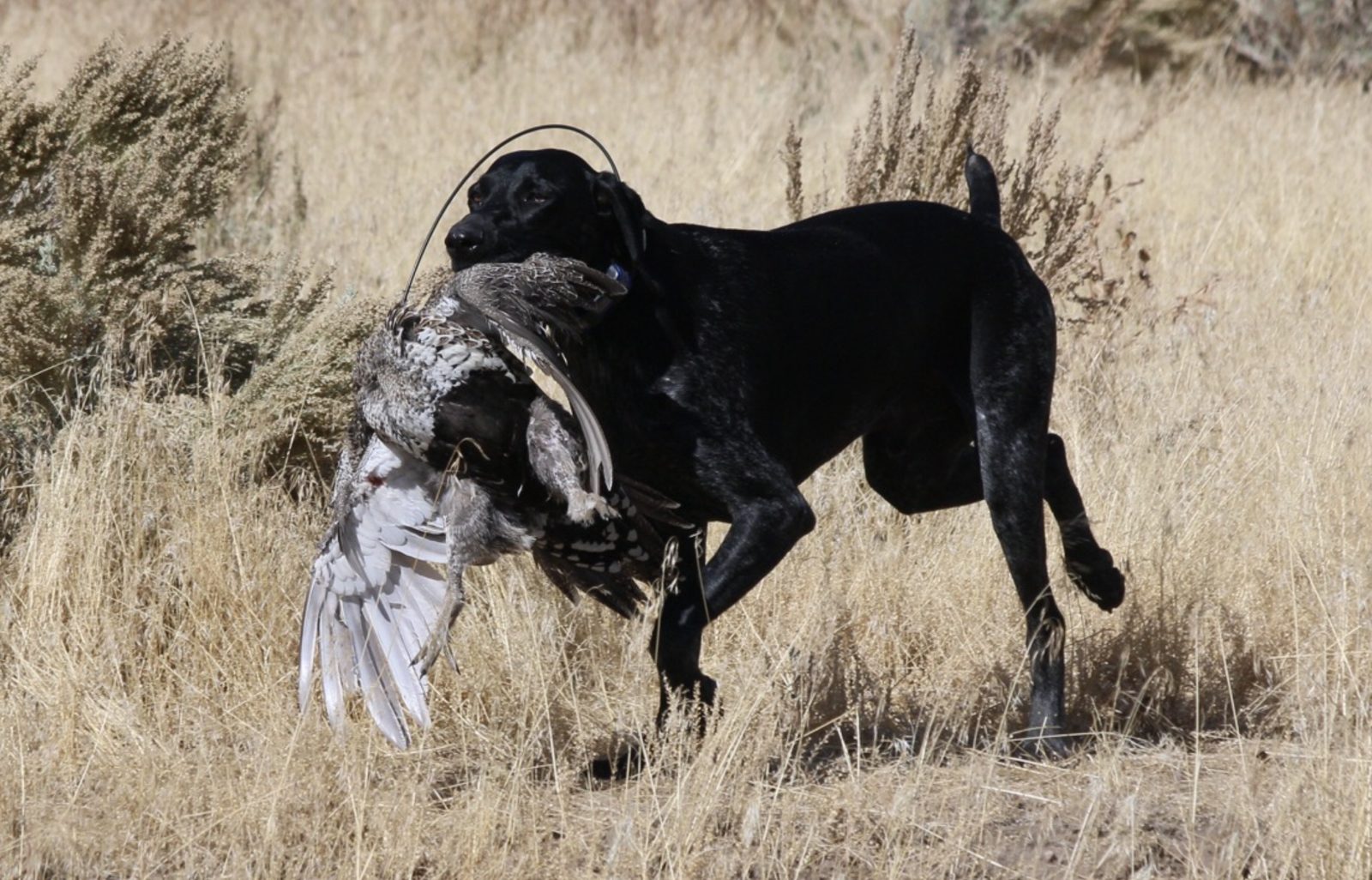 Kapitan retrieving a Greater Sage Grouse