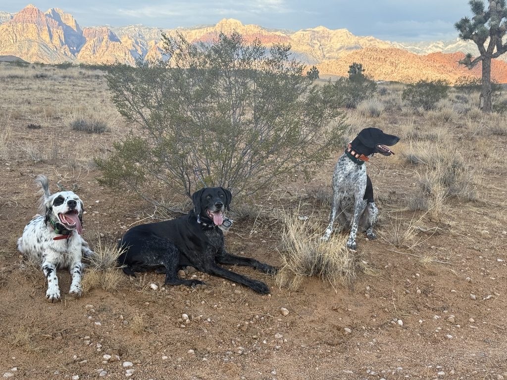 3Dogs out at Red Rock Canyon